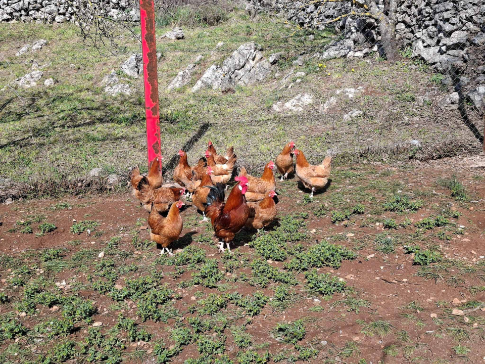 Mario u Unešiću ima plantažu lavande