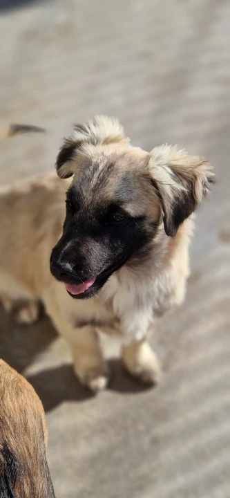 Vrckava kujica Emma traži svoj zauvijek dom