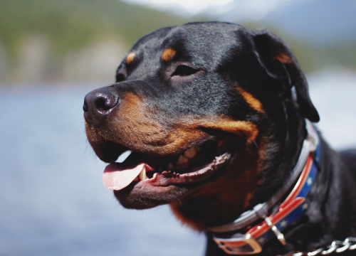 Rotvajler u Sloveniji do smrti izgrizao osmogodišnji djevojčicu