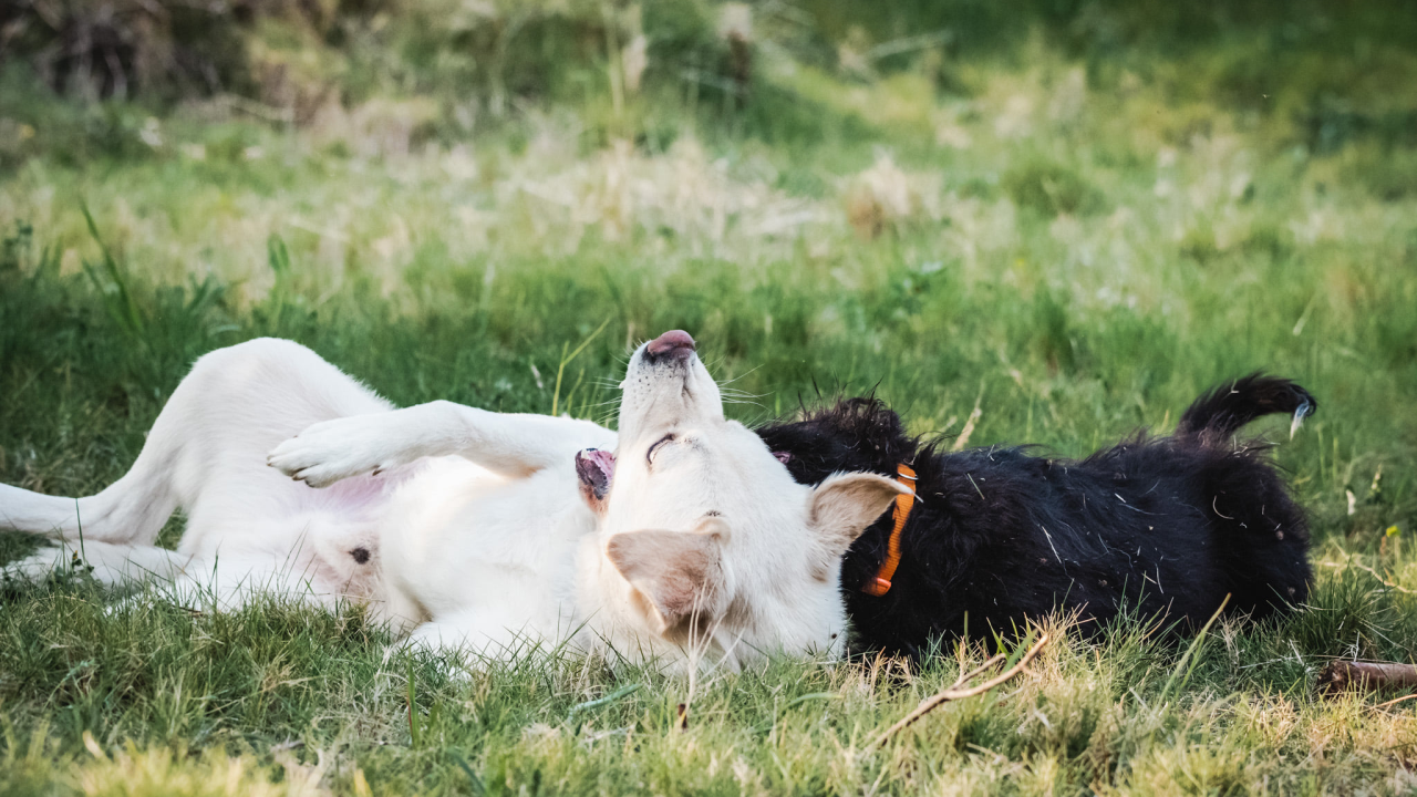 Ove namirnice mogu biti opasne za pse, nipošto ih ne hranite s njima!