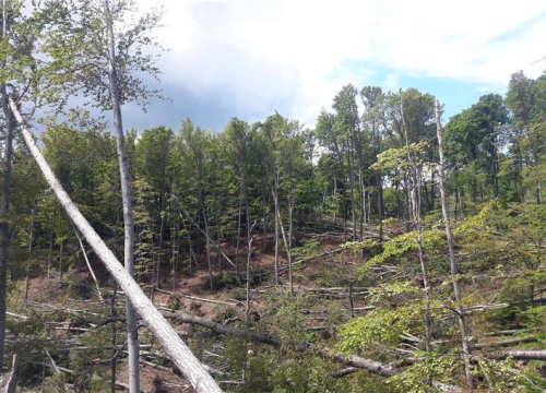 Zaposlenik Hrvatskih šuma (37) poginuo kad je na njega palo stablo