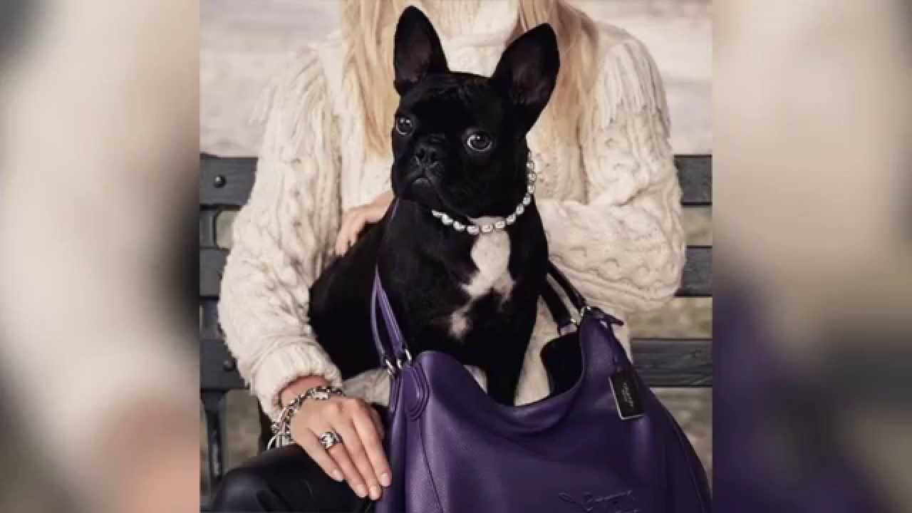 Pet osoba uhićeno u vezi s otmicom pasa Lady Gage