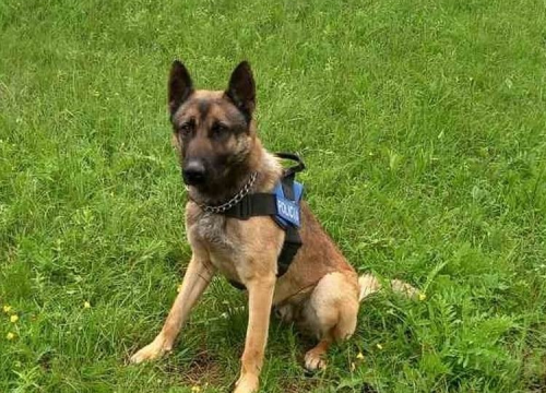 Policijski pas Rocky nanjušio više od 800 grama kokaina i 500 hašiša