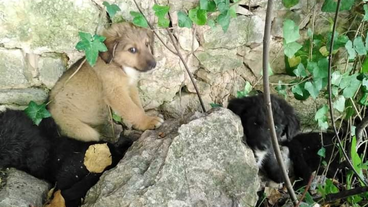 Netko se riješio četiri štenca, ostavio ih pored Roškog slapa