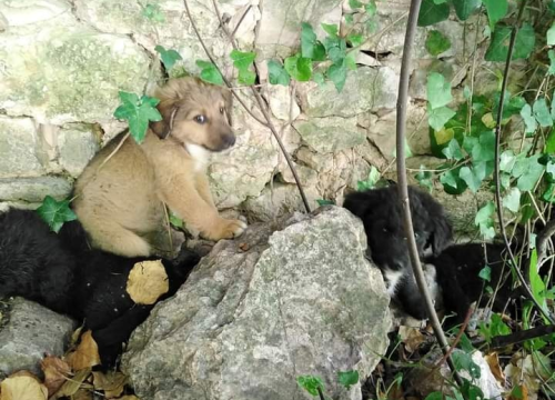 Netko se riješio četiri štenca, ostavio ih pored Roškog slapa