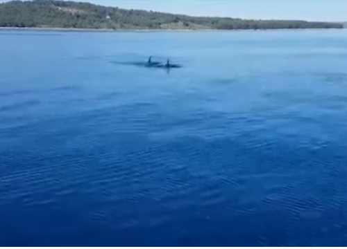 Na pravom mjestu u pravo vrijeme: Pogledajte dupine jutros kod tvrđave sv. Nikole