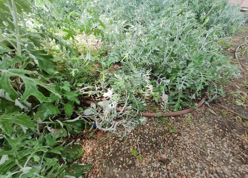 Fotografija 2 - Pripazite na cvijeće: Nakon samo jedne večeri zabave u đardinu,  nedavno posađene biljke već su izgažene