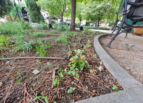 Fotografija 3 - Pripazite na cvijeće: Nakon samo jedne večeri zabave u đardinu,  nedavno posađene biljke već su izgažene
