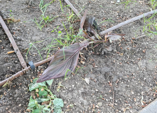 Fotografija 4 - Pripazite na cvijeće: Nakon samo jedne večeri zabave u đardinu,  nedavno posađene biljke već su izgažene