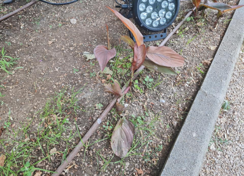 Fotografija 5 - Pripazite na cvijeće: Nakon samo jedne večeri zabave u đardinu,  nedavno posađene biljke već su izgažene