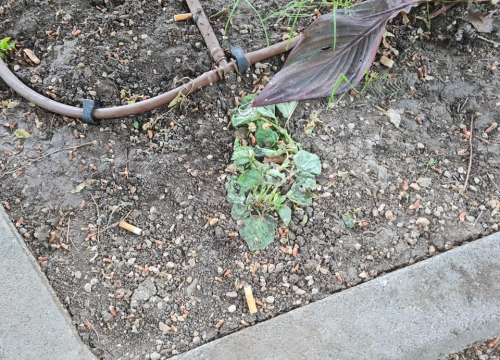 Fotografija 7 - Pripazite na cvijeće: Nakon samo jedne večeri zabave u đardinu,  nedavno posađene biljke već su izgažene