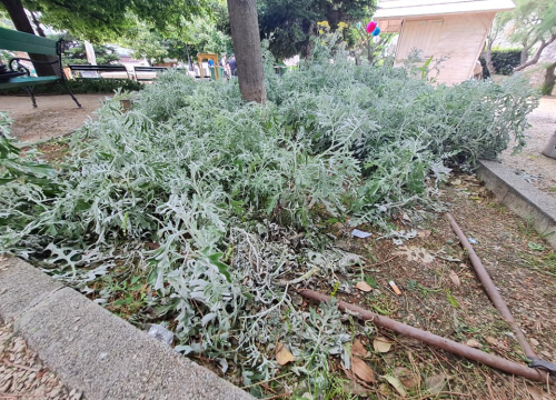 Fotografija 9 - Pripazite na cvijeće: Nakon samo jedne večeri zabave u đardinu,  nedavno posađene biljke već su izgažene