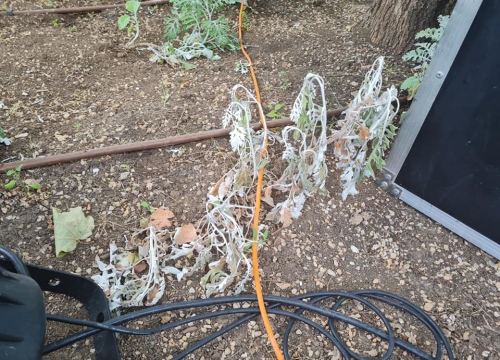 Fotografija 8 - Pripazite na cvijeće: Nakon samo jedne večeri zabave u đardinu,  nedavno posađene biljke već su izgažene