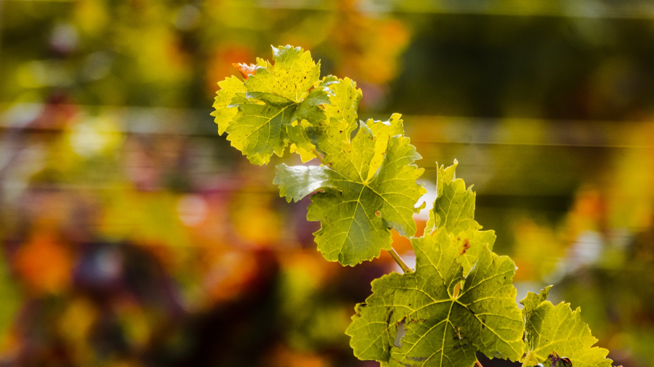 Za sufinanciranje rada regionalnih organizacija vinara i vinogradara šest miljuna kuna