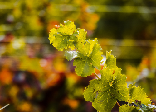 Za sufinanciranje rada regionalnih organizacija vinara i vinogradara šest miljuna kuna