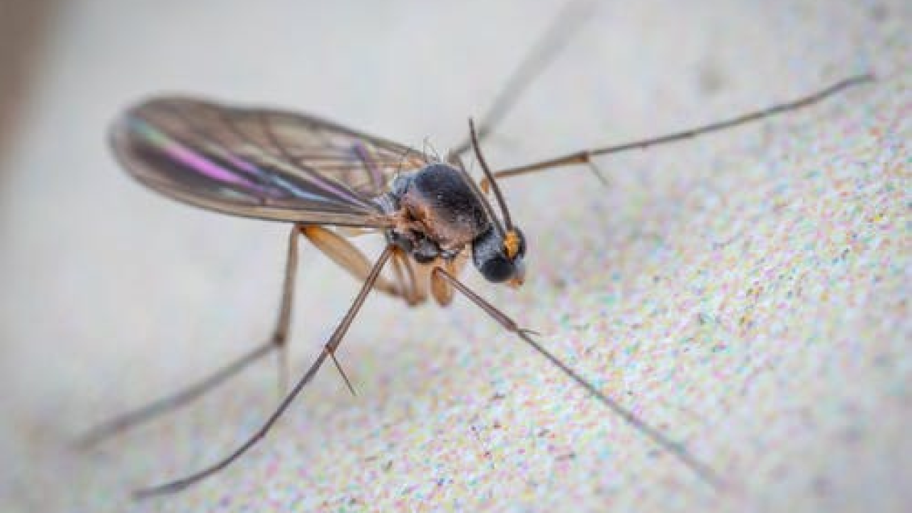 Zatvorite prozore: Dvije noći zaredom u Šibeniku zaprašivanje žarišta komaraca