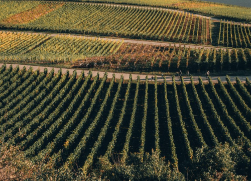 Malim poljoprivrednicima na potpomognutim područjima 20 milijuna kuna