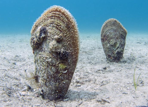 Smrtonosna zaraza zahvatila plemenite periske u Mediteranu. Ako ih opazite žive, dojavite lokaciju