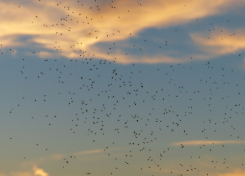 Zatvorite prozore i pčele: Sljedeći tjedan nova runda tretiranja komaraca na području Šibenika