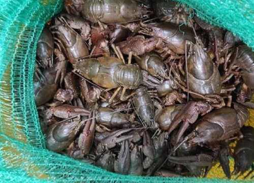 Trojica muškaraca u Benkovcu uhićena s gepekom punim zaštićenih rakova