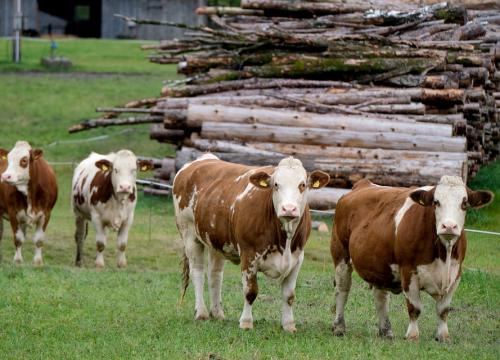 Danas tri nova slučaja bedrenice u Šibensko-kninskoj županiji