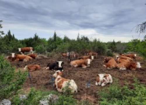 Fotografija 8 - Župan Marko Jelić obišao poljoprivrednike u Biskupiji, Erveniku i Kistanjama