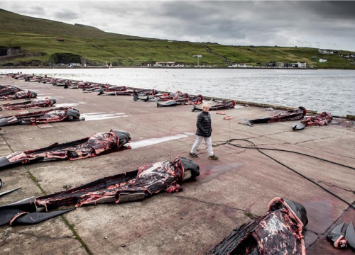 U jednom danu zaklano 1428 dupina: Meso raskomadano, more crveno od krvi, otočani kažu 'To je tradicija'