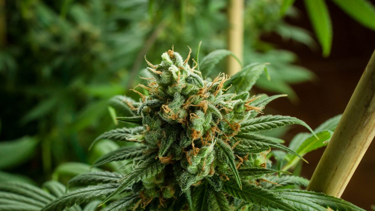 Zbog dvije stabljike marihuane šibenska policija diže kaznenu prijavu protiv 43-godišnjaka