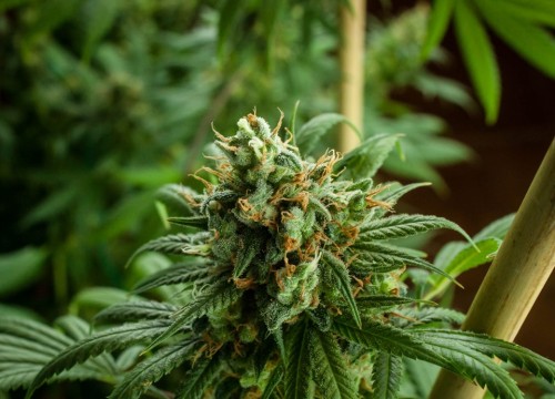 Zbog dvije stabljike marihuane šibenska policija diže kaznenu prijavu protiv 43-godišnjaka