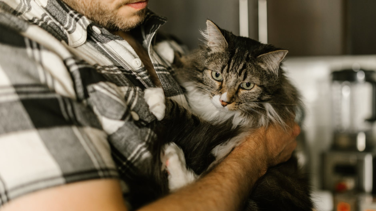 Mlijeko, avokado, luk, čokolada... Pogledajte koje sve namirnice vaša mačka nikad ne bi trebala pojesti