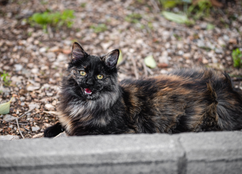 Šibenske šape imaju kampanju za kastraciju maca, donirajte im koju kunu jer su dosad spriječili na tisuće neželjenih legla