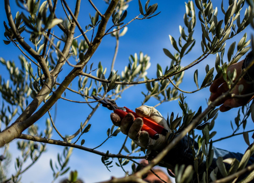 Policija istražuje tko je ispilao masline 66-godišnjaka u Pirovcu: Šteta procijenjena na više tisuća kuna