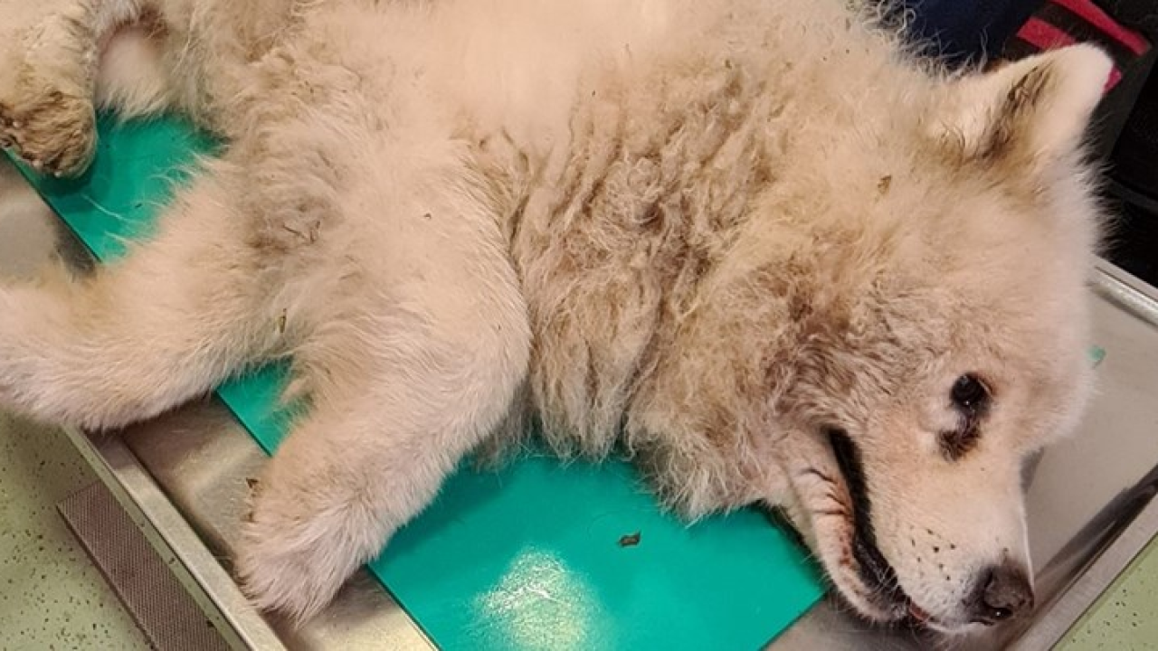 U Zagrebu pronađen pas u strašnom stanju, vlasnica: Ima važnijih stvari od njega o kojima bi trebali pisati'