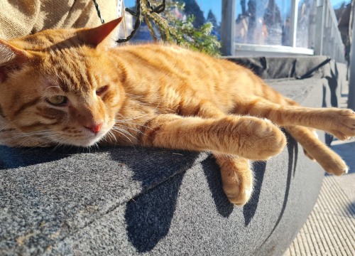 Fotografija 3 - Debeljuškasti mačak ne zna da klizalište na kojem se udomaćio odlazi za par dana: Hrani li ga netko zimi ili mu je potreban novi dom?