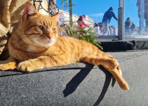 Debeljuškasti mačak ne zna da klizalište na kojem se udomaćio odlazi za par dana: Hrani li ga netko zimi ili mu je potreban novi dom?