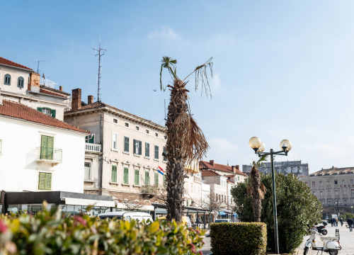 Zeznuti azijski kukac presudio palmama na šibenskoj rivi: Nakon što se postavi nova rasvjeta, stiže dvadesetak novih stabala