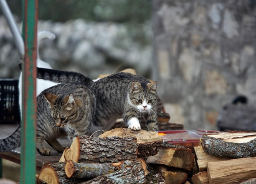Fotografija 2 - U selu kod Šibenika preminuo vlasnik umiljatog psa i devet maca: Životinje ostale bez ikoga, traže se novi domovi