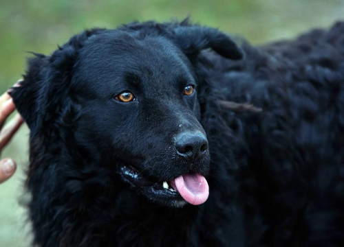 Fotografija 3 - U selu kod Šibenika preminuo vlasnik umiljatog psa i devet maca: Životinje ostale bez ikoga, traže se novi domovi