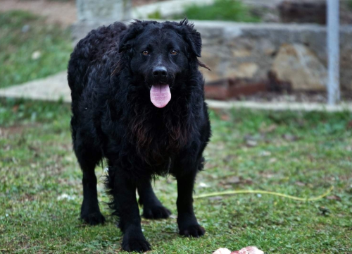 Fotografija 5 - U selu kod Šibenika preminuo vlasnik umiljatog psa i devet maca: Životinje ostale bez ikoga, traže se novi domovi