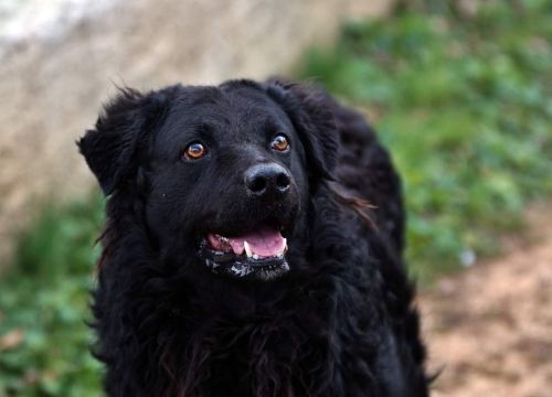 Fotografija 8 - U selu kod Šibenika preminuo vlasnik umiljatog psa i devet maca: Životinje ostale bez ikoga, traže se novi domovi