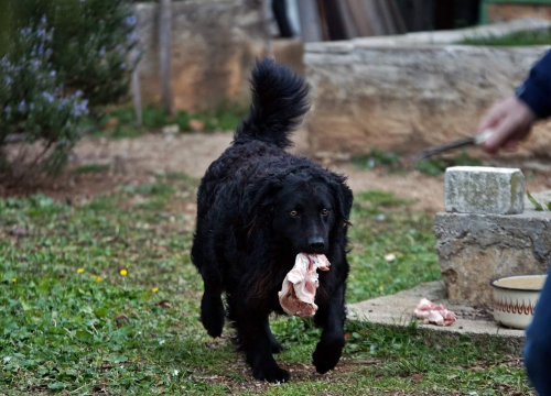Fotografija 9 - U selu kod Šibenika preminuo vlasnik umiljatog psa i devet maca: Životinje ostale bez ikoga, traže se novi domovi