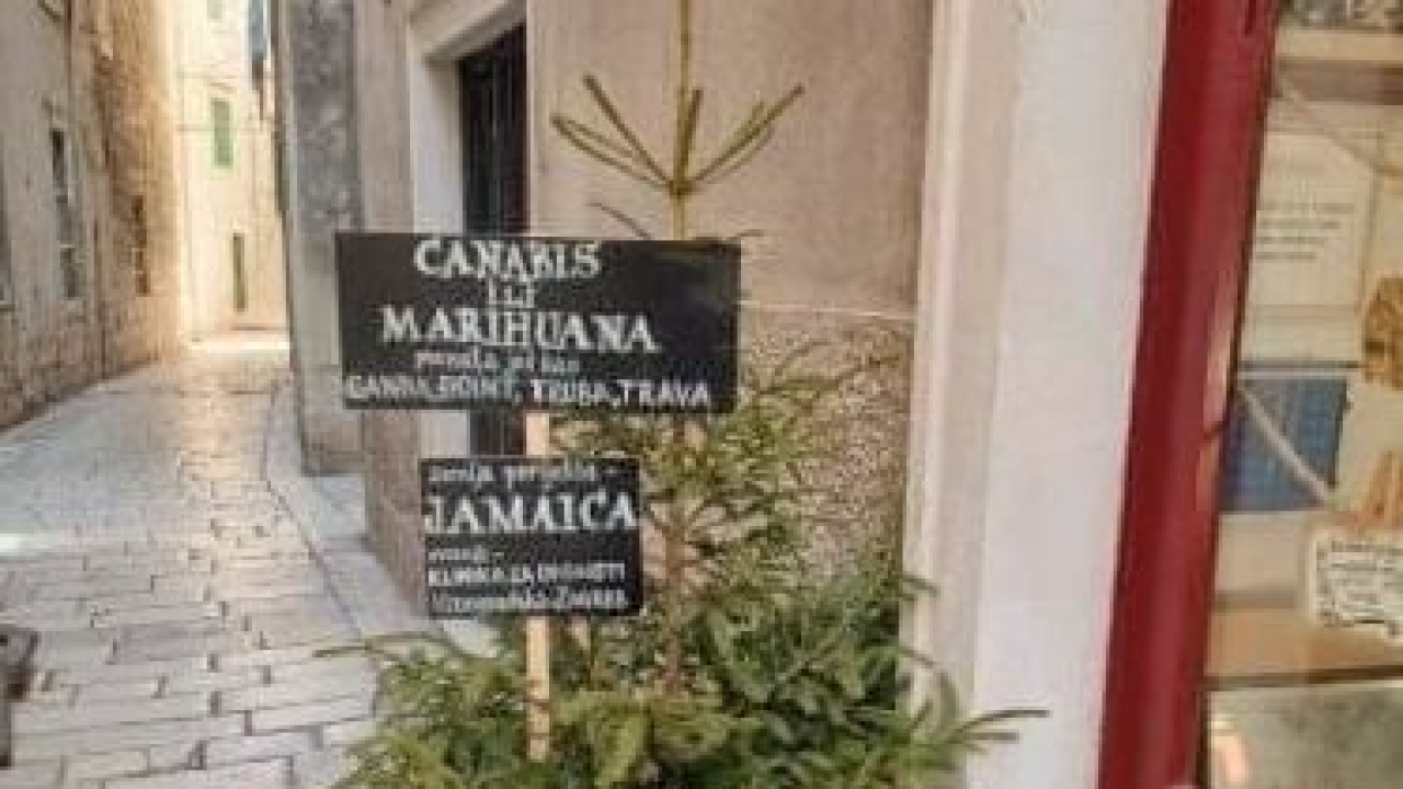 Ova šibenska ‘marihuana ili canabis, truba ili trava’ koja izgleda kao jelka nasmijala je internet