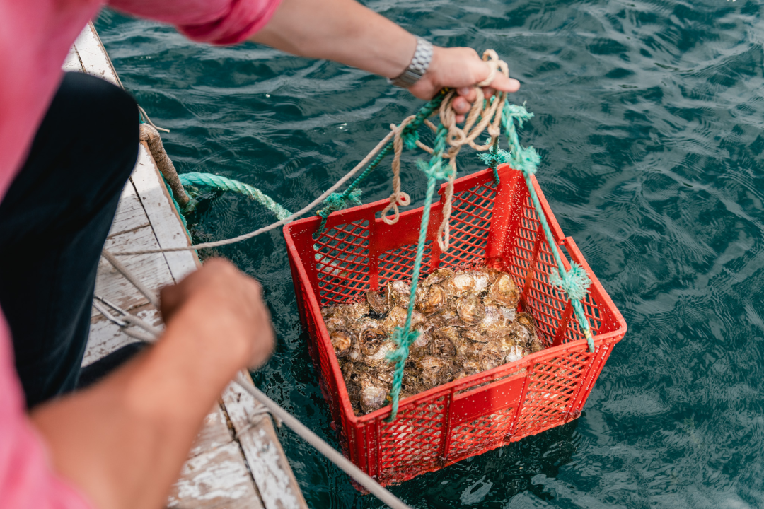 Posjetite novootvorenu kušaonicu školjaka i vina Oyster22!