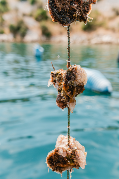 Posjetite novootvorenu kušaonicu školjaka i vina Oyster22!