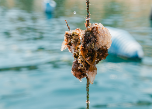Fotografija 5 - Posjetite novootvorenu kušaonicu školjaka i vina Oyster22!