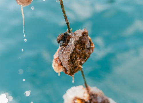 Fotografija 19 - Posjetite novootvorenu kušaonicu školjaka i vina Oyster22!