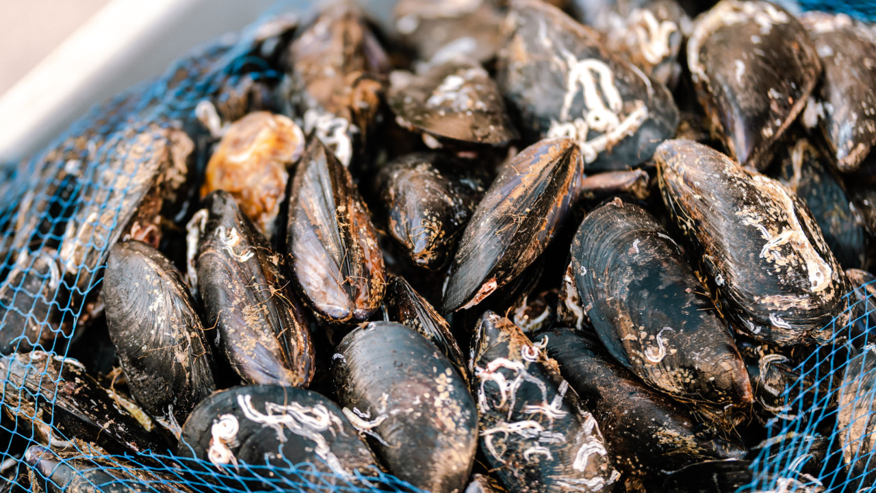 U Zatonu vas u subotu čekaju pidoče i dobra pisma