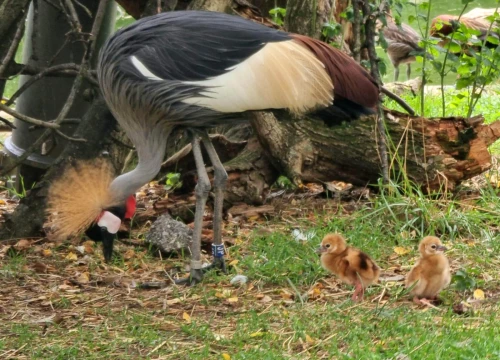 U zagrebačkom ZOO-u se prvi put izlegla dva ptića krunatog ždrala