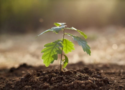 EP podržao novu strategiju EU-a za šume do 2030.