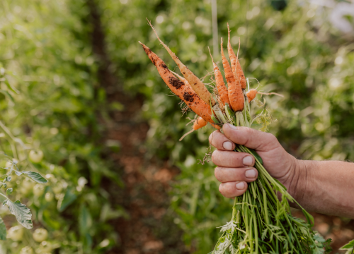 Fotografija 9 - Konoba Campanelo sprema brojna iznenađenja za jesen!